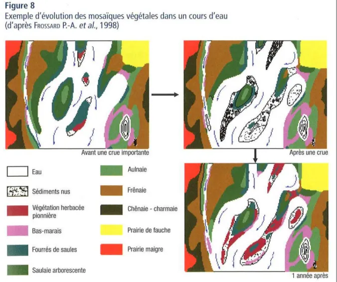 Figure 16:  Exemple  d’Evolution  naturelle  des  mosaïques  végétales  d’un  cours  d’eau  (Frossard,  Lachat et al. 1998) 