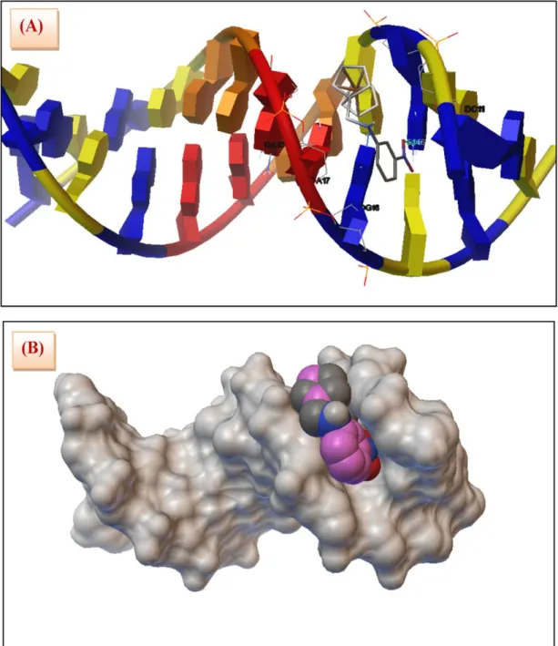 Figure 17 : Interaction de 3FMNA avec l'ADN. 