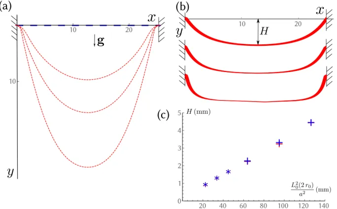 Figure 8.5: A hanging viscous filament sagging under its own weight. (a) Typical catenary shapes, obtained when gravity dominates surface tension