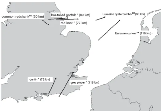 Figure 2A l’échelle régionale déplacement de populations. Ex. direction et importance des déplacements des  centroîdes de sept populations d’oiseaux d’eau en hivernage (1981-2000)d’après (Maclean, et al., 2008) 