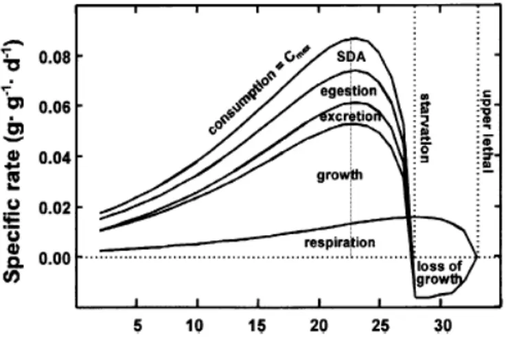 Figure 3 Enchainement des processus physiologiques (Ficke et al., 2007) 