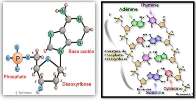 Figure 07 : Le nucléotide (à gauche) et la structure moléculaire de l‘ADN (Anonyme 2010)