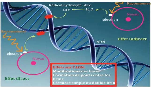 Figure 12 : Les effets directs et indirects des rayonnements. Les rayonnements entrainent une  réaction d’ionisation de la matière à l’origine des effets sur l’ADN (Hontaas, 2014)