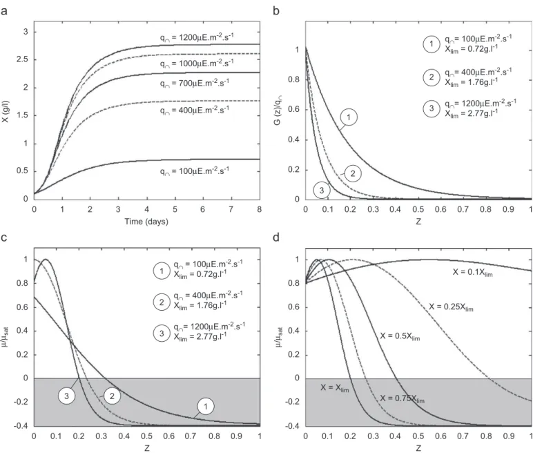 Fig. 10. Simulation of light-limited growth of Chlamydomonas reinhardtii in the torus PBR operated in batch mode, without flow influence ((a) biomass concentration evolution;