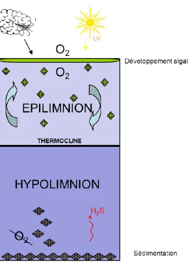 Figure 6 : Schéma du phénomène de stratification 