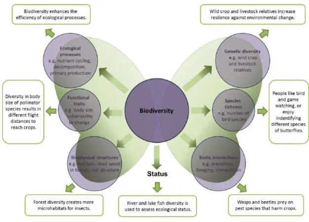 Figure  2.  Le  rôle  multi-facettes  de  la  biodiversité  pour  appuyer  la  fourniture  de  SE  et  pour  évaluer  l'état  des  écosystèmes