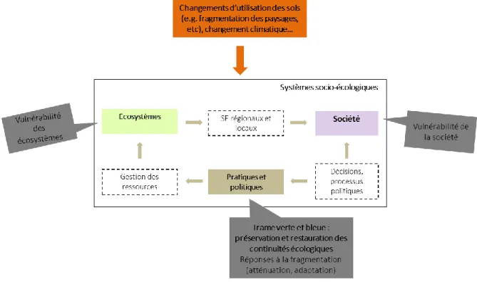 Figure 6. Cadre conceptuel :  vulnérabilité des systèmes socio-écologiques et Trame verte et bleue  (adapté  de  Locatelli, 2013) 
