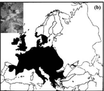 Figure 3 : Aire de distribution du Chêne sessile (Quercus petraea (Matt.) Liebl.) d’après Petit  et al., 2004