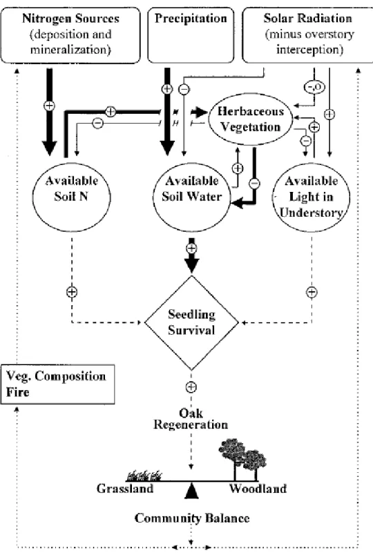 Figure 4 : Modèle représentant l’effet de l’azote, de l’eau et de la lumière sur l’établissement  du chêne (Davis et al., 1999) 