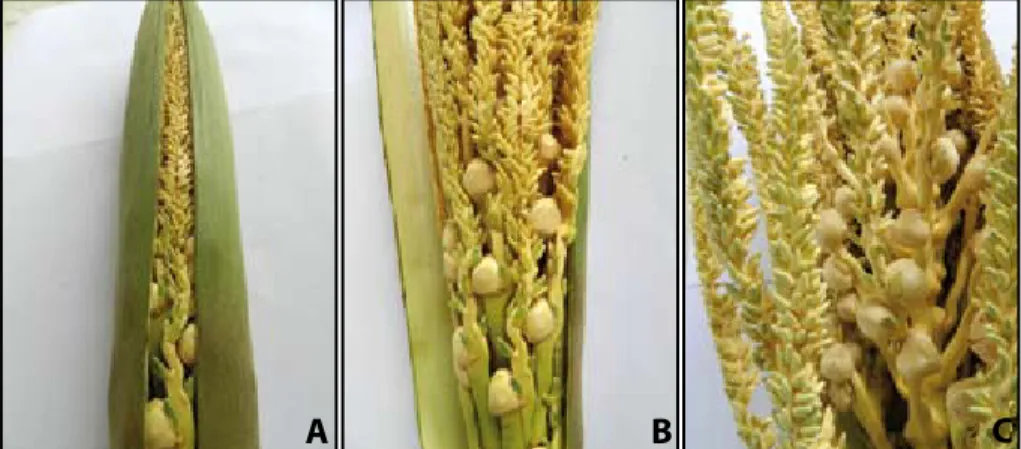 Figura 13. Inflorescência do coqueiro-anão-verde alojada no interior das espatas  (A) e (B)
