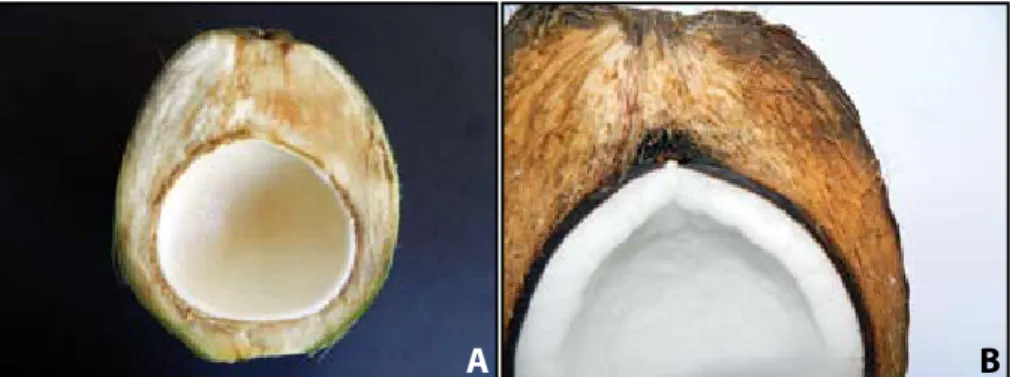 Figura 15. corte longitudinal de um fruto do coqueiro-anão-verde aos sete meses  de  idade(A)  e  aos  doze  meses  mostrando  suas  principais  estruturas  internas (B).