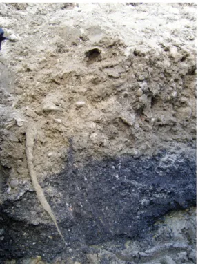 Figure 5. Profil avec dépôt goudronneux observé au fond de la fosse pédologique de Bègles