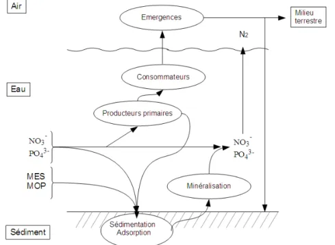 Figure  1 :  Schéma  des  principaux  processus  participant  aux  mécanismes  d’autoépuration  (MES :  Matières en suspension, MOP : matière organique particulaire)
