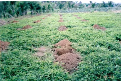 Figura 5: Implantação da cultura do maracujá sobre cobertura viva de amandoim forrageiro (Arachis pintoi),  na fazendinha ecológica, da Embrapa-Agrobiologia – Seropédica/RJ