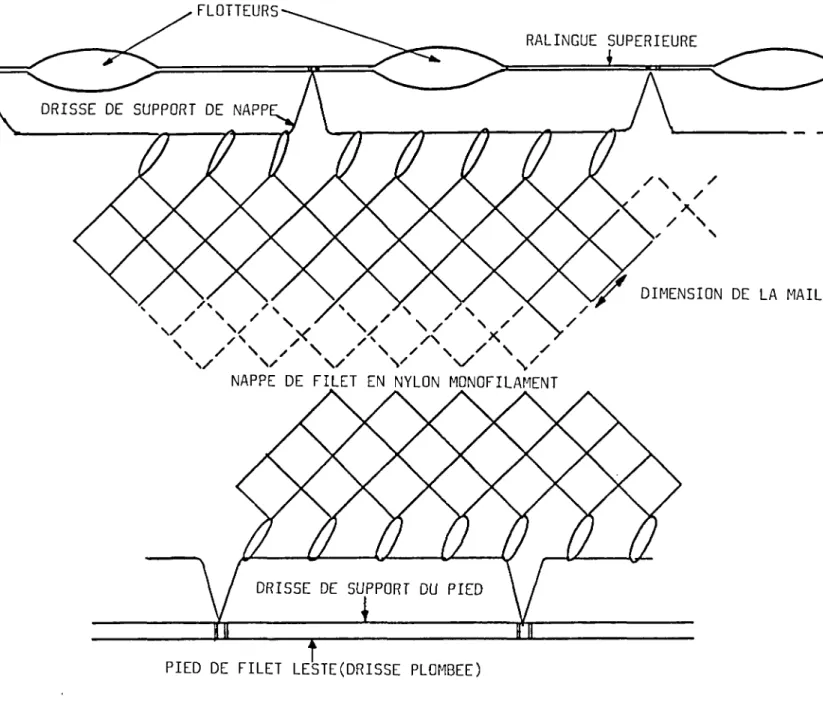 FIG ltSRUCTURE SCHEMATIQUE D'UN FILET MAILLANT MONO NAPPE ET MONOMAILLE.