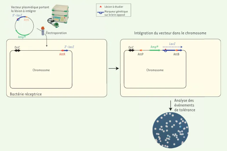 Figure 1. Insertion d’une lésion dans le génome bactérien. Un vecteur plasmidique contenant une lésion unique dans le gène rapporteur lacZ  codant la β-galactosidase est introduit par électroporation dans une souche E