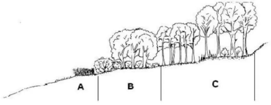 Fig. n°7 : Représentation des strates herbacée, arbustive, arborée composant la ripisylve  