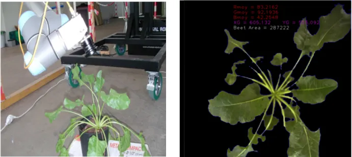Figure 13 -  Détection des feuilles de betteraves par traitement d’image 