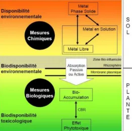 Figure 1 Schéma expliquant la biodisponibilité des métaux pour les plantes (Bravin, 2008)