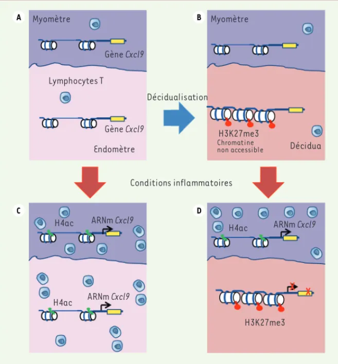 Figure 1. Régulation épigénétique des gènes codant pour les chimiokines à l’interface mère- mère-fœtus