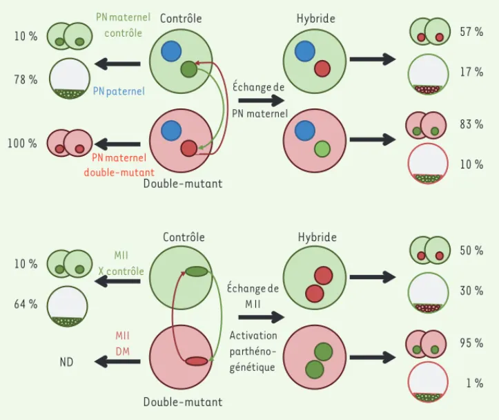 Figure 1. Développement d’embryons  hybrides obtenus soit par échange  du pronoyau maternel (A), soit par  échange de métaphases II et activation  parthénogénétique (B)