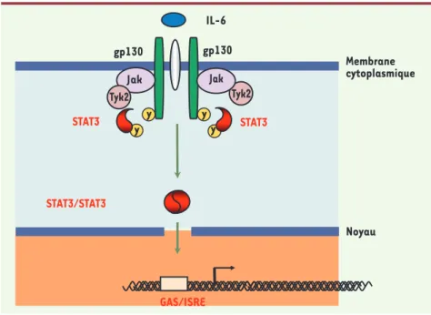 Figure 1. Rôle de STAT3 dans la transduction du signal cytokinique. L’IL-10 et les cytokines reconnues  par le récepteur gp-130 (IL-6 ; IL-11, IL-27, IL-31, OSM, CNTF et CT-1) en se fixant sur leurs récepteurs  recrutent des facteurs cytoplasmiques transac