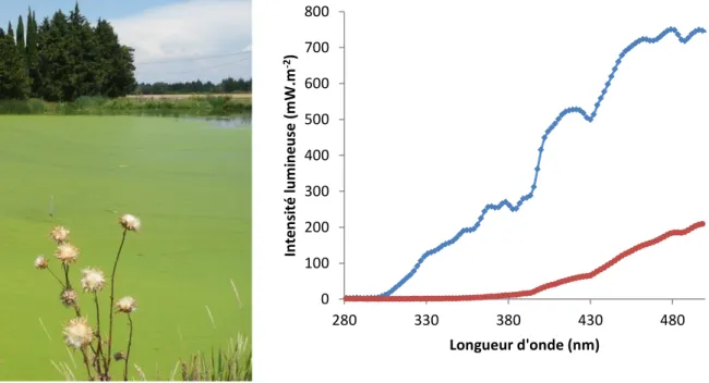 Figure 12 : Surface du bassin de la ZRV recouverte de lentilles d’eau durant le mois de juillet 2015  (photo Irstea) et spectres lumineux mesurés sur la gamme de longueur d’onde de 280 à 500 nm en  présence de lentilles d'eau (rouge) et en absence de lenti