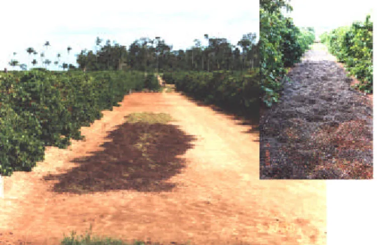 Figura 11- Aspectos do processo de secagem do café em Rondônia.