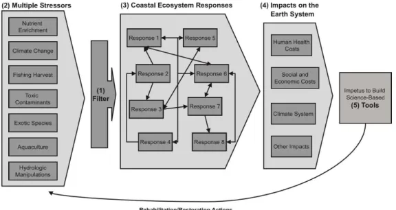 Figure 8.4: Proposition d'une Phase III dans le modèle conceptuel du problème de l'eutrophisation côtière (Cloern, 2001) 