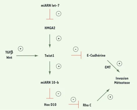Figure 1. Voie de signalisation dépendante des miARN impliquée dans l’acquisition de propriétés  métastatiques par les cellules cancéreuses