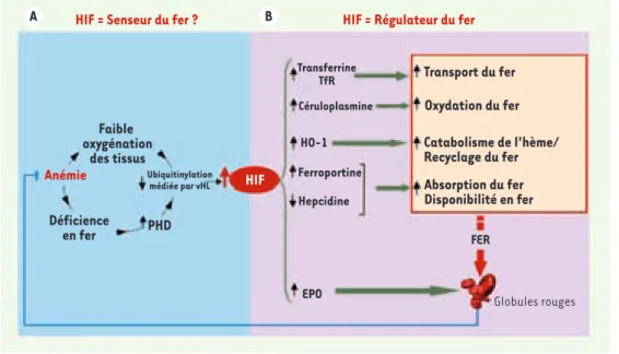 Figure 1. L’axe vHL/HIF joue un rôle central en couplant « sensing » et régulation du fer