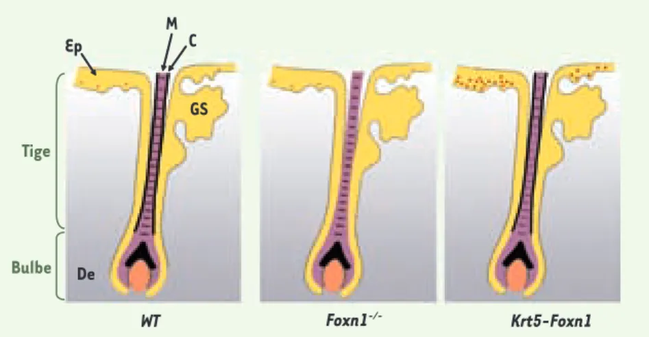 Figure 1. Distribution de la pigmentation dans un follicule pileux d’une souris sauvage (WT), nude  (Foxn1 -/- ) et transgénique (Krt5-Foxn1)
