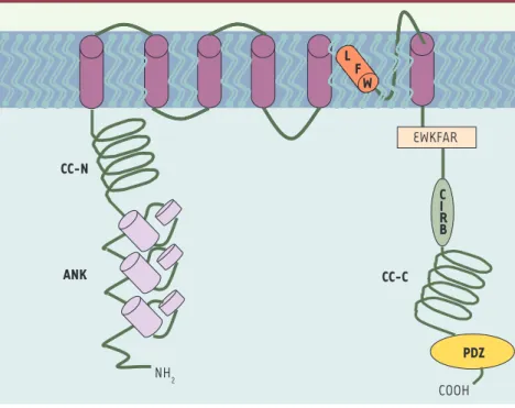 Figure 1. Structure des canaux TRPC. Éléments structuraux communs aux TRPC. ANK : motif anky- anky-rine ; CC-N et CC-C : domaines coil-coil amino- et carboxy-terminaux impliqués respectivement  dans la dimérisation et dans la liaison avec la calmoduline