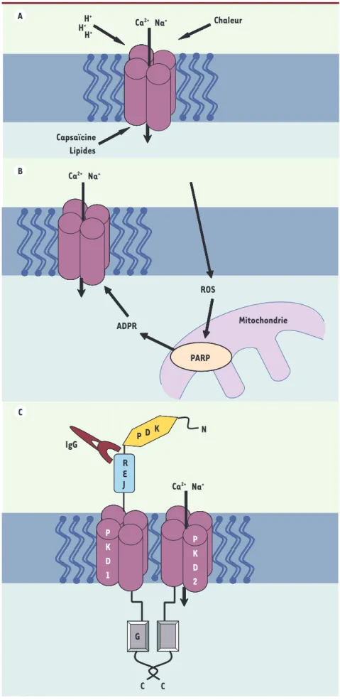 Figure 3. Exemples de mécanismes d’acti- d’acti-vation succincts de TRPV, TRPM ou TRPML
