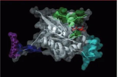 Figure 2.  Caractéristiques structurales des GTPases de la famille Rho. Chaque  membre de la famille comporte une séquence « insert » de 12 acides aminés située  entre le 5 e  feuillet β et la 4 e  hélice α du domaine GTPase (cyan)