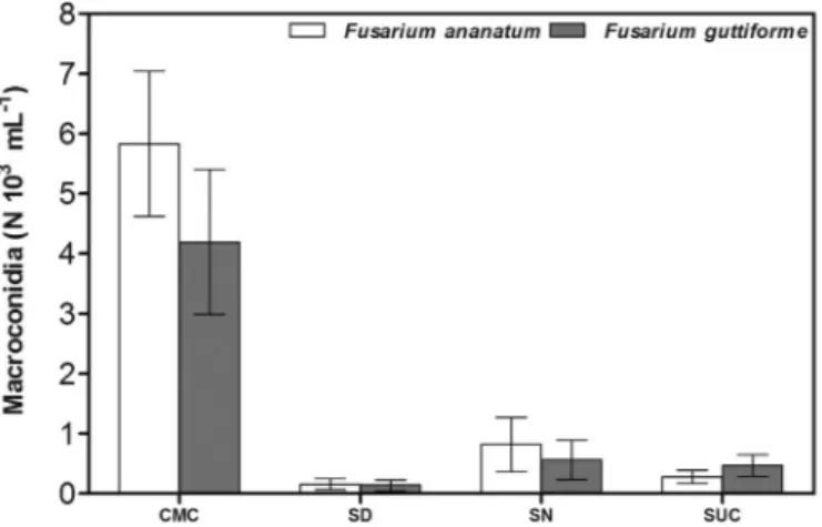 Fig. 1. Macroconidia production by Fusarium guttiforme and Fusarium ananatum in di ﬀ erent culture media (SN, SD, CMC and SUC) at 7 days after incubation (DAI)