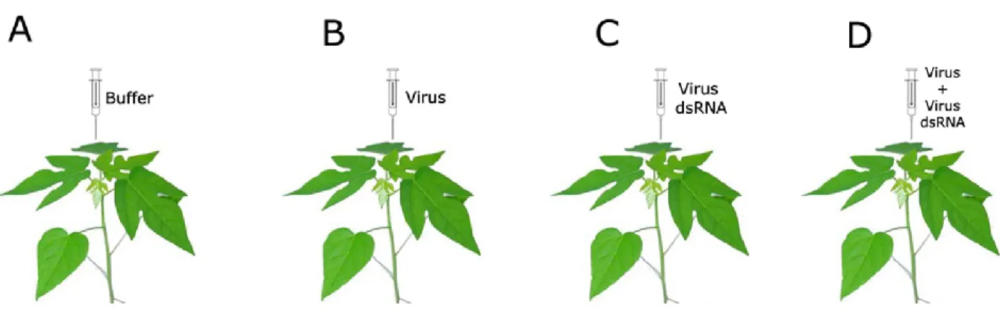 Figure  5.  Induced  resistance  in  papaya  by  viral  dsRNA  inoculation.  Papaya  seedlings   were inoculated with (A) buffer (control); (B) PMeV; (C) PMeV dsRNA and (D) PMeV and  PMeV dsRNA