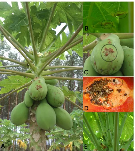 Figure 2. Symptoms of PMeV infection in Carica papaya. Papaya plant showing the symptoms  of sticky disease (A)