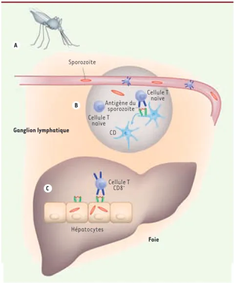 Figure 1. Migration des sporozoïtes après inoculation. Les sporozoïtes du Plasmodium sont drainés  du site d’inoculation sur la peau (A) vers les ganglions lymphatiques (B) pour induire la réponse  cellulaire T dirigée contre l’hépatocyte infecté (C) par l