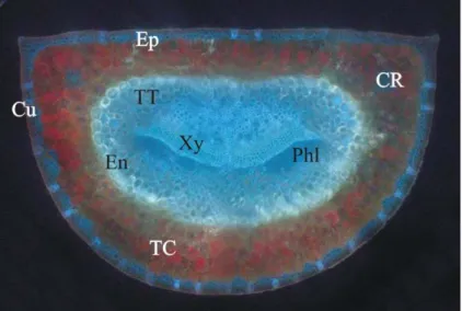 Figure 2:  Coupe  d’aiguille.  Ep)  Epiderme,  Cu)  Cuticule,  TT)  Tissue  de  transfusion,  CR)  Canal  de  résine,  En)  Endoderme,  Xy)  Xylème,  Phl)  Phloème,  TC)  Tissue  chlorophyllien (Mauseth 1998)