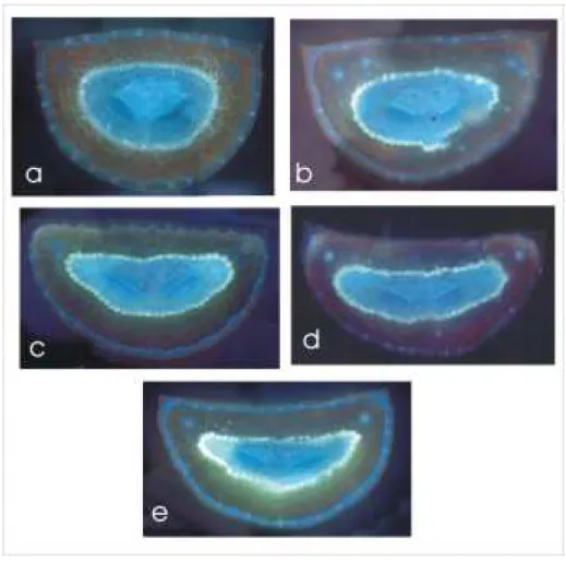 Figure  8  :  Coupes  transversales  d’aiguille  à  différents  niveaux  de  potentiel  hydrique  foliaire, vues en  microscopie à épifluorescence à grossissement 10: a) 0 MPa,  b) -1 MPa c) -1,60 MPa d) -2 MPa e) -2.9 MPa