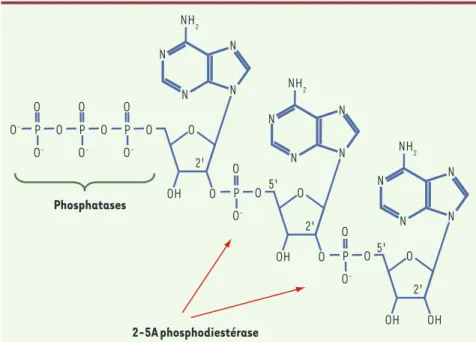 Figure 1. Le 2-5A trimère. 