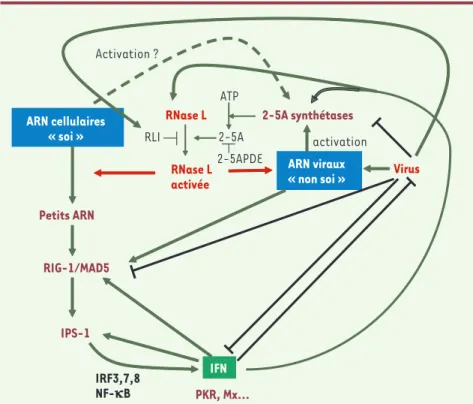 Figure 2. Modèle résumant les connaissances actuelles sur l’activation de la RNase L lors d’une  infection virale déclenchant la production d’IFN.