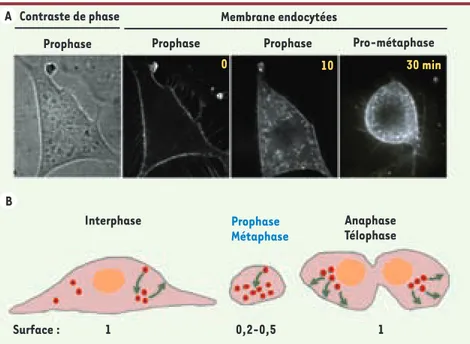 Figure 2. La formation d’un réservoir de membrane fournit la surface nécessaire à la formation des  deux cellules filles lors de la mitose