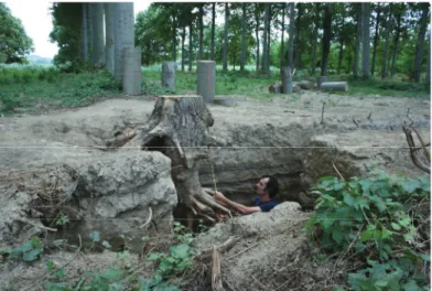 Figure 4 : Excavation et mesure de la biomasse racinaire des  peupliers de la station INRA à Vézénobres (Gard)