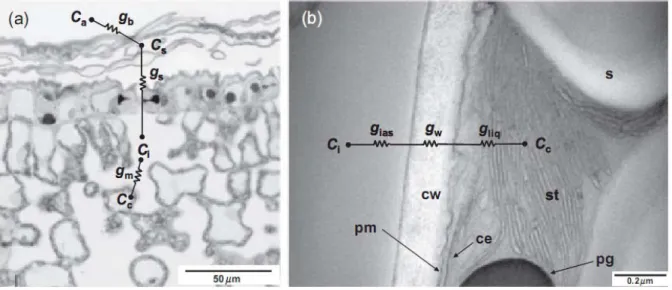 Figure 4 : Trajet du CO 2   dans la feuille (Flexas et al., 2007) 