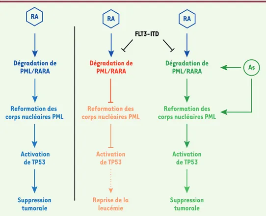 Figure 1. Effets de la thérapie par l’asso- l’asso-ciation d’acide rétinoïque et d’arsenic  dans la leucémie aiguë promyélocytaire  en présence de la mutation FLT3-ITD.