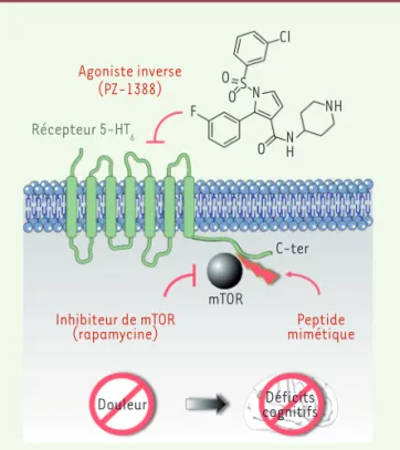 Figure 1. Activation de mTOR dépendante de l’activité constitutive du  récepteur 5-HT 6  de la sérotonine : implication dans la douleur  pathique et les déficits cognitifs associés