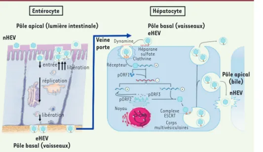Figure 1.  Représentation schématique  de la réplication du virus de l’hépatite  E (HEV) dans les entérocytes et dans les  hépatocytes