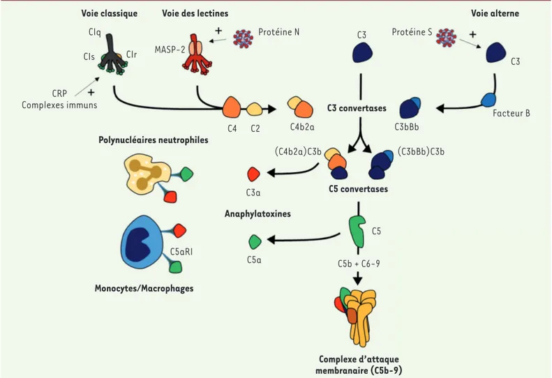Figure 1. Voies d’activation du complément par le SARS-CoV-2. L’activation de la voie classique est initiée par la fixation du complexe C1 à des immu- immu-noglobulines ou à des ligands endogènes